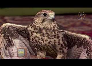 HD برنامج ديوانية شعراء النبط 22 تقديم حمد العزب