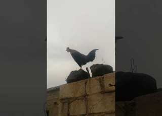 صوت صياح الديك
