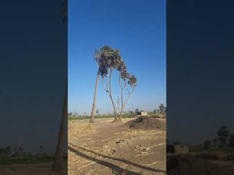 مقطع رهيب جدا شوف بنفسك النخله العجيبه سبحان الخالق المبدع المصور
