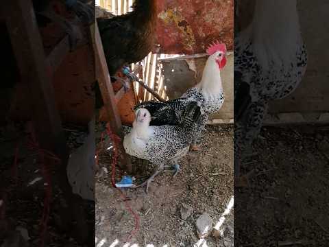 صيام وصومت معايا الدجاج الفيومي Chicken Raisingchickens