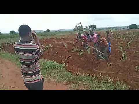 KAZI Na Muziki Hii Ni Style Mpya Ya Kulima Inayotumiwa Na Wasukuma
