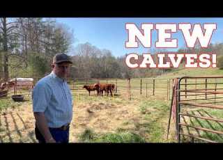 Expanding The Herd Adding 3 Red Angus To The Farm