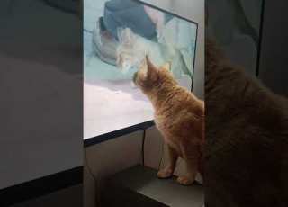  Tv Ke Ander Jne Ki Moi Ki Koshish