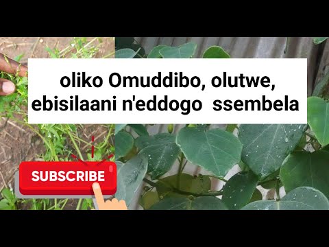 Weyambulule Eddogo Omuddibo Olutwe Ebisilaani N Eddagala Lino Kuliko N Eddagala Ly Emikisa Tosubwa