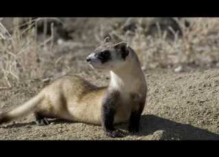  2 Hours Black Footed Ferrets Sounds Effects