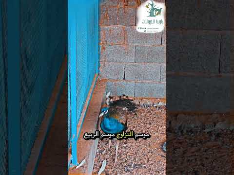 معلومة عن طائر الطاووس طيور حيوانات Peafowl