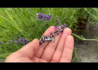  ٣ انواع من زهور اللافندر زراعة اللافندر فى اصيص