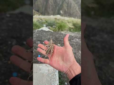 جراد أليف للبيع جراد للبيع حشرات اكسبلور Nature