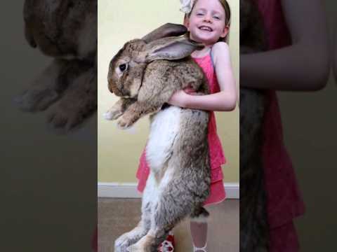 أضخم أرنب في العالم