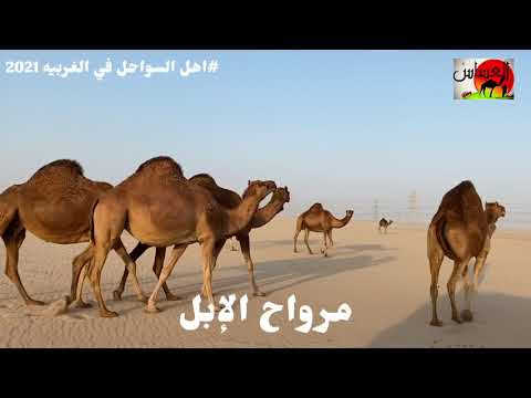 الحلقة الثالثة من برنامج الإبل السواحل مع رحل الاعمال عبدالرحمن بن حامد العصيمي 1442 7 22