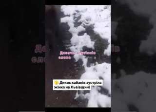 Диких кабанів зустріла жінка на Львівщині посеред дороги Страшно але знімати неперестала