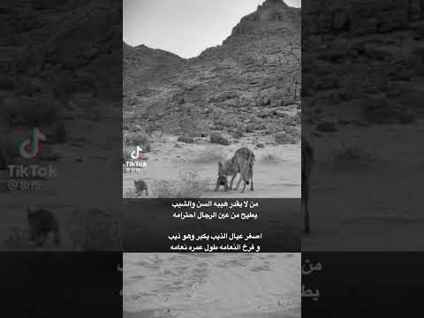 قصيده عن الذيب