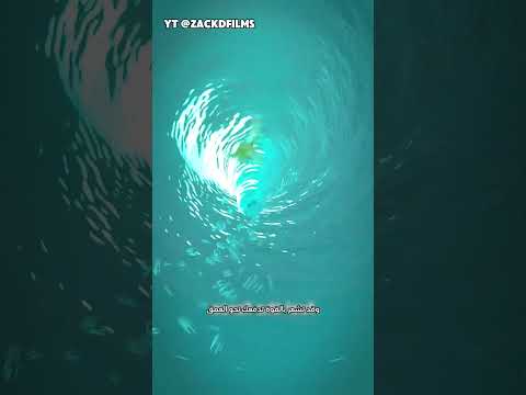 الدوامة المائية