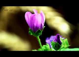  Gheorghe Zamfir A Whole New World