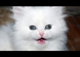 معلومات ومواصفات القطط الشيرازي مون فيس القطط أيضا الهريرات مووينغ التجميع Cats