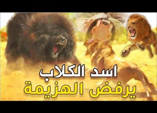 اسد الكلاب المتوحش الماستيف التيبتي ضد ملك الغابة الاسد