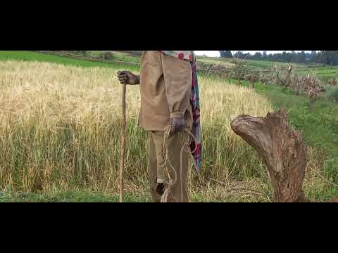 Arsii Asakoo Ganda Kaarra Duubatti Qotee Bulaa Midhaan Jalaa Badee Beelan Jaanjayaaru