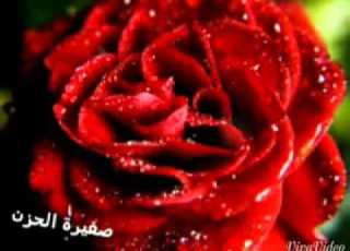  صور ورد خلفيات 2015 صور ورد حب صور ورد رؤمانسي