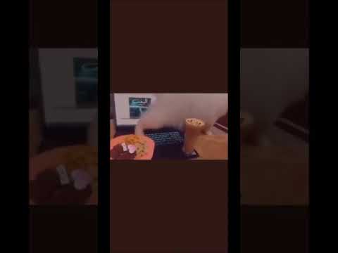 البخت ويجز نسيتني و فى قصتى حبستنى