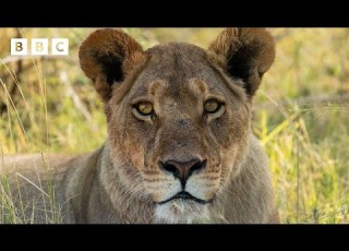 Lionesses Fearlessly Protect Their Cubs From Intruders BBC