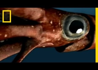  Sea Monsters 1 National Geographic