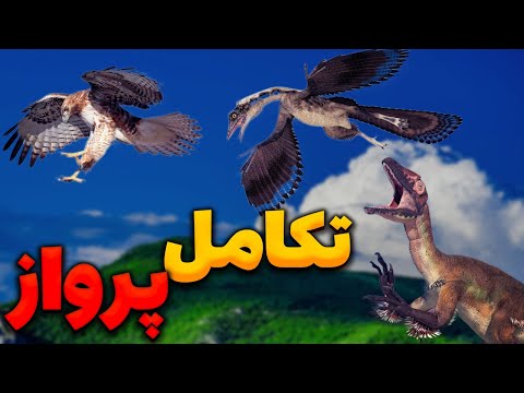 کدام جاندار اولین بار پرواز کرد چرا و چطوری فرگشت کرد