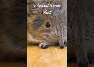 3 Elephant Shrews Facts Elephant Shrews The Strange Mammals That Are Neither Rodents Nor Shrews