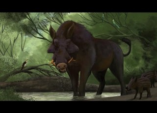 The Evolution Of The Pig
