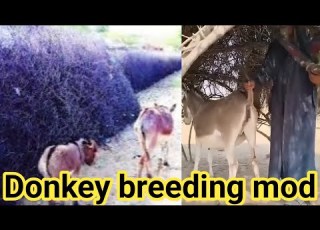 Village Life With Donkey Cart محنت اور جدوجہد کی کہانی