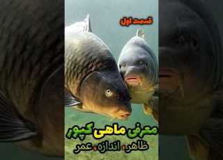  معرفی ماهی کپور قسمت اول ظاهر اندازه کپورگیری ماهیگیری میثم فیشر ماهی ماهی کپور Carp
