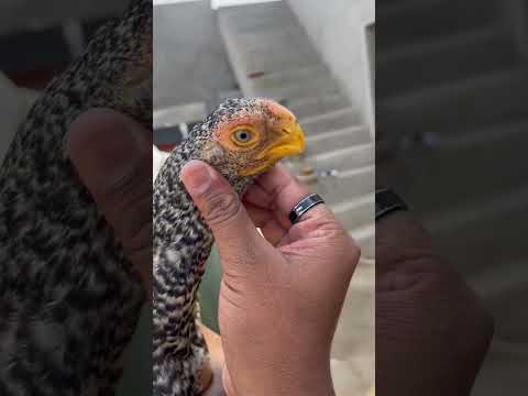 Parrot Beak Aseel Chitra Murgi