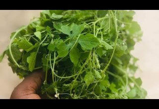 Spiritual Benefits Of Bathing With Nyanya Leaves For Protection And Wealth Gain