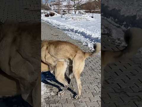 DİŞİ KIZANDA Kangal Dog Cat Animals Dogs Puppy Alabai Nature Wolf Wildlife Malaklı Bear