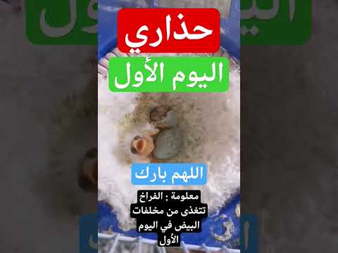 خطأ يقتل فراخ الكناري أنثى الكناري ستحرمك من البيض و تأكله فحذاري خطأ يقتل فراخ الكناري أنثى الكناري ستحرمك من البيض و تأكله فحذاري