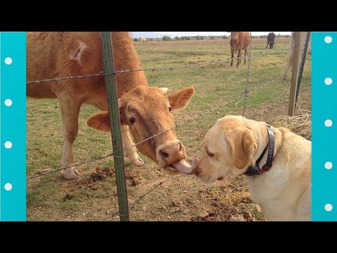 Funny CUTE Dogs And Cows Are Best Friend Funny Pets Compilation