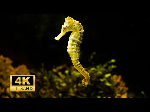 Sea Horse 4k Incredible Amazing Sea Horses In Sea Sea Horse 4k Incredible Amazing Sea Horses In Sea