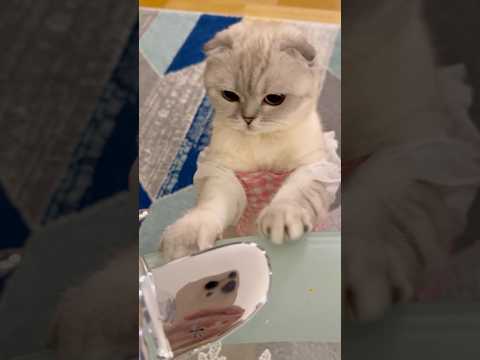 If You See This Kikicutekitty Iloveyou Relatable Catshorts Cutecat Fypage Bestfriend