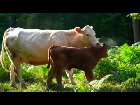 SIFA TEMBO UJUMBE WA NZIKU 0789769227 BY MBASHA STUDIO 2025 SIFA TEMBO UJUMBE WA NZIKU 0789769227 BY MBASHA STUDIO 2025