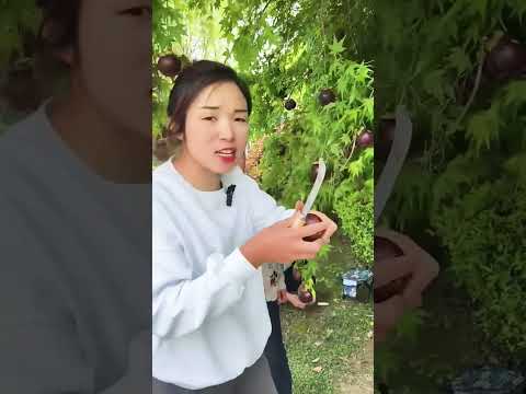 OMG Chinese Lichi Furits China Lichsu Funny