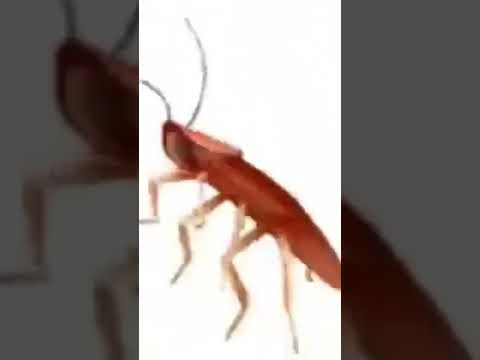 صرصور يرقص اغنية