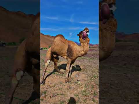 هدير جمل هائج