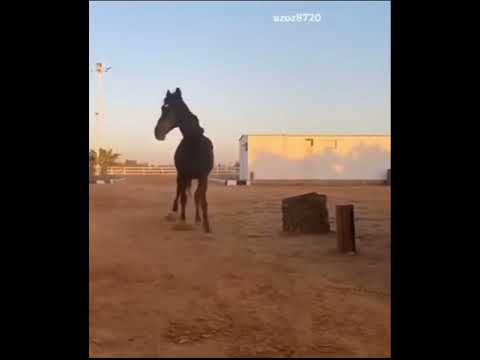 الدنيا دواره بدر العزي خيل