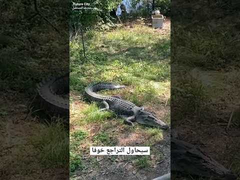 رجل يضرب التمساح بالمقلاة