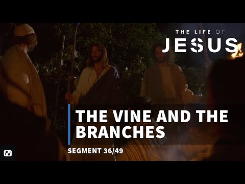 The Vine And The Branches The Life Of Jesus 36