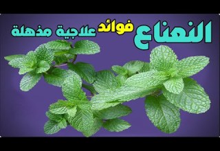 اذا كنت تشرب النعناع كل يوم هذا ما يحدث لجسمك فوائد النعناع الأخضر والامراض التي يقي منها