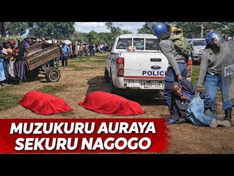 Maihwe Muzukuru Auraya Gogo Vake NaSekuru Akatiza Nemombe Nemota Vanhu Vakaungana