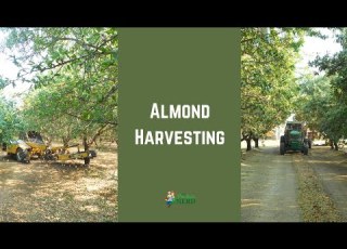 Almond Harvesting Shaking Sweeping Harvesting Stock Piling In California