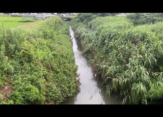  うなぎ釣り 小さな川のうなぎ釣り Eelfishing