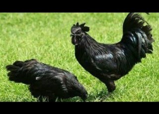  TAZAMA KUKU WA AJABU WANAOUZWA KAMA LULU