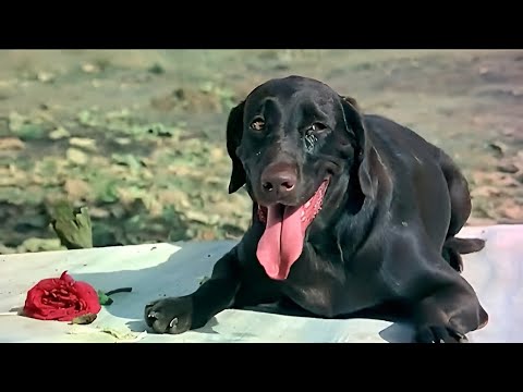 كلب شرس لما شاف صاحبه اتقتل قدام عينيه قدر لوحده ينتقم منهم واحد واحد كلب شرس لما شاف صاحبه اتقتل قدام عينيه قدر لوحده ينتقم منهم واحد واحد